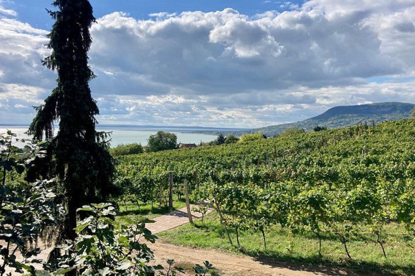 A vineyard with rows of grapevines, a dirt path, and a mountain in the background. 3