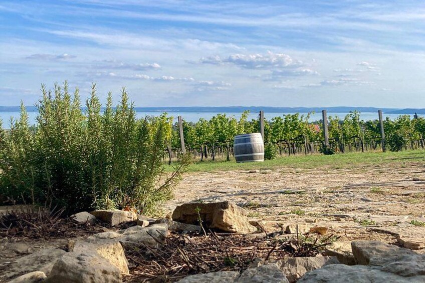 A vineyard with grapevines, a large barrel, and a rocky foreground. 2