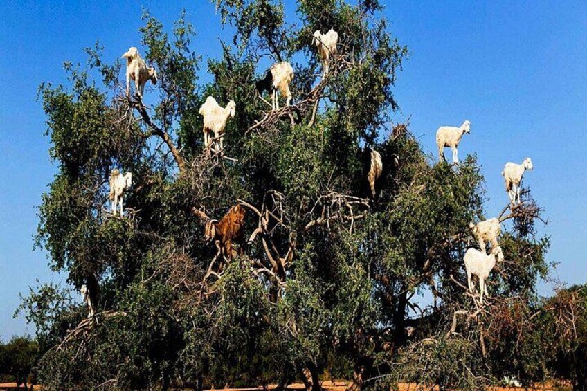 From Marrakech To Essaouira Mogador Full Day Trip | Small-group 5
