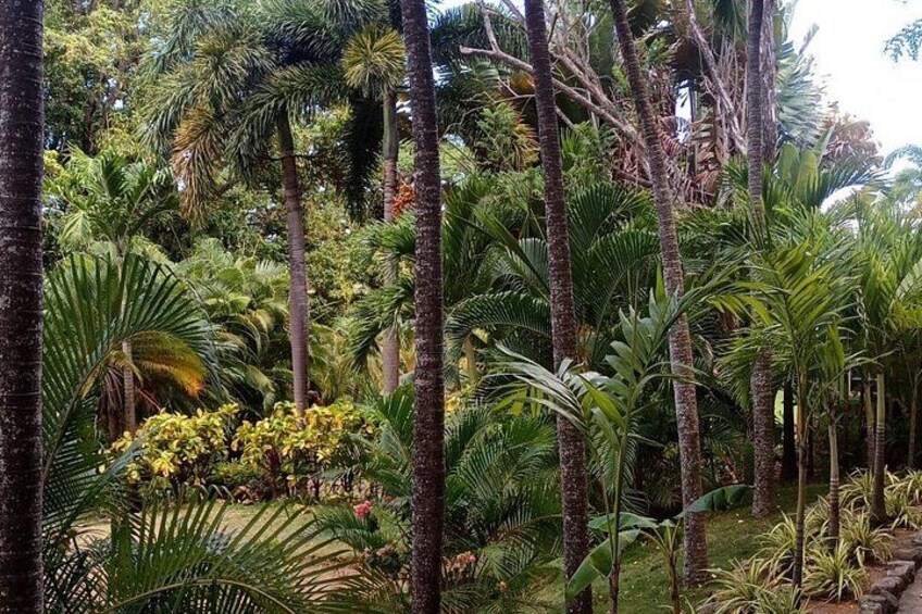 St. Kitts Scenic Island Tours for private groups 4