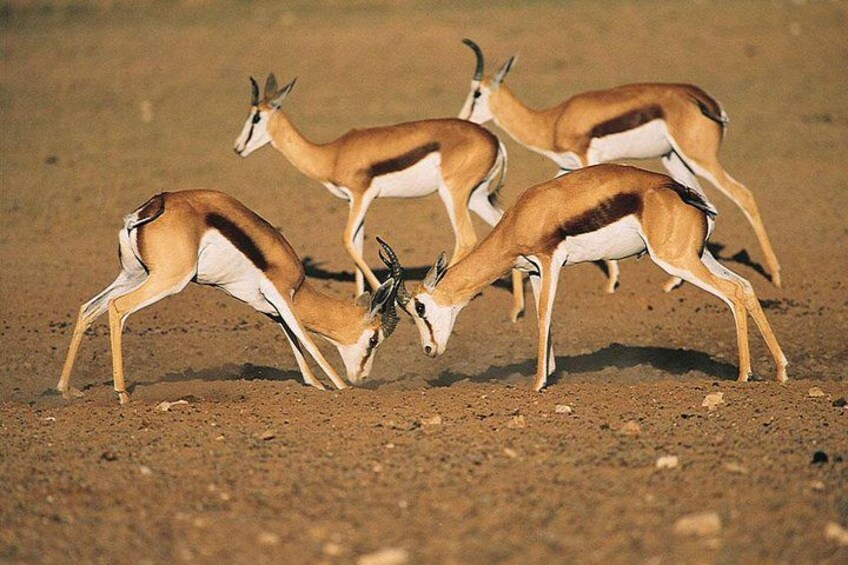Quatre antilopes paissent dans un paysage aride et dégagé. 2