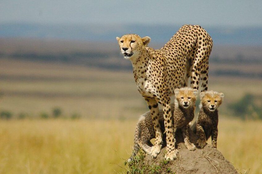 Un guépard avec ses trois petits sur une petite colline herbeuse. 4