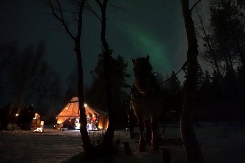 En häst står i en snötäckt skog, och i bakgrunden syns ett upplyst tält. 2