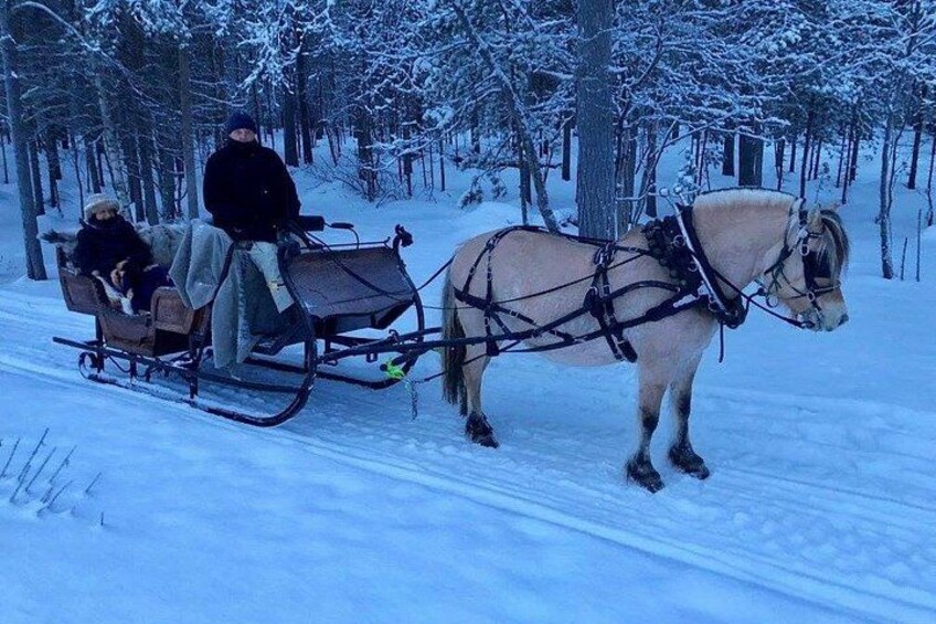 A horse-drawn sleigh in a snowy forest. 5