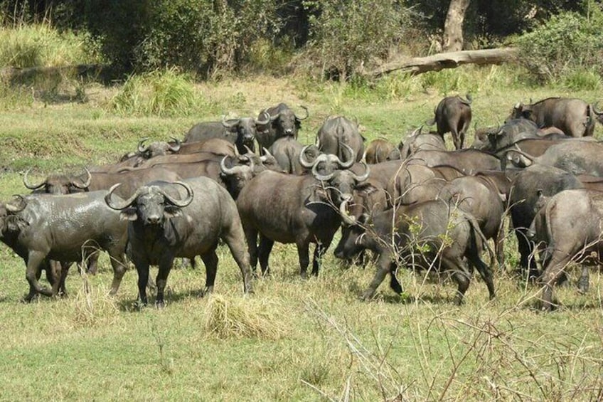 Herd of Buffaloes 3