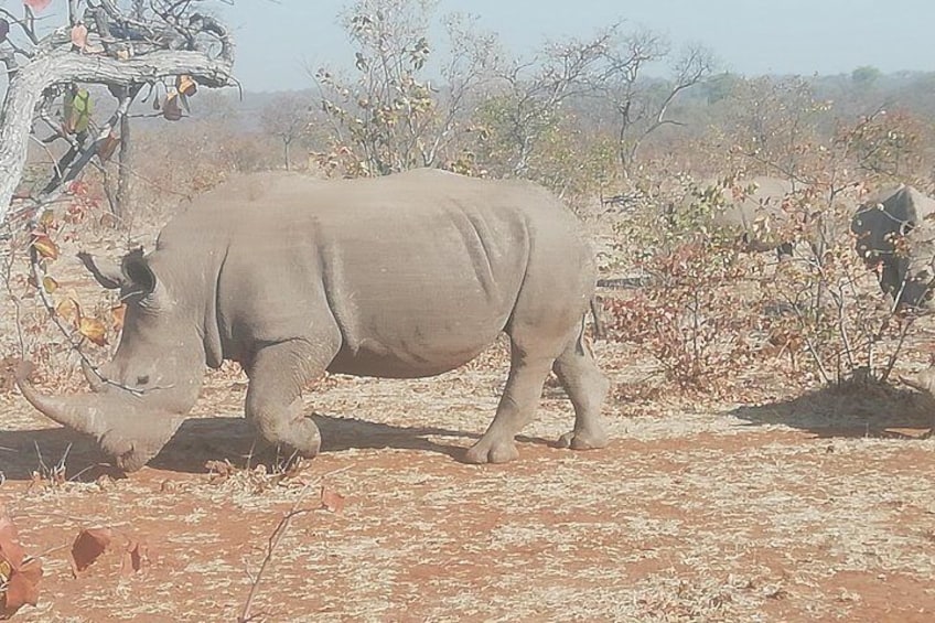 Rhino Game Drive and Walking Safaris 1