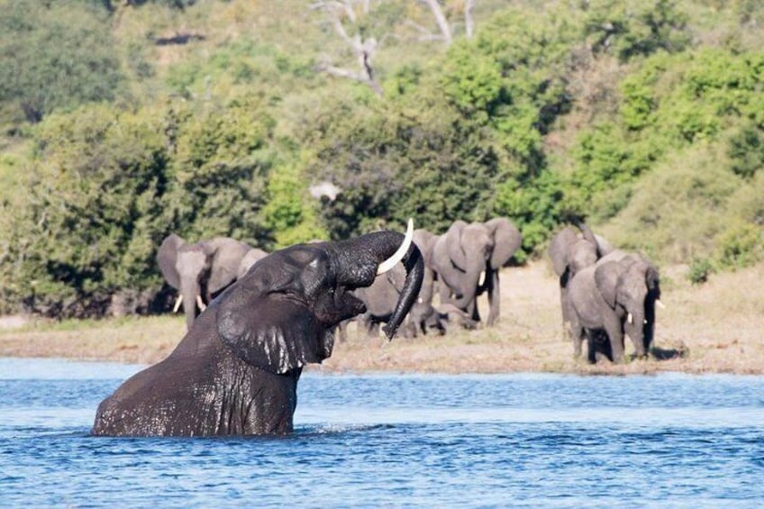 Rhino Game Drive and Walking Safaris 2