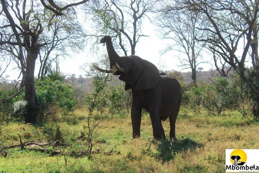 3 Days Johannesburg - Kruger Safari- Blyde River Canyon 4