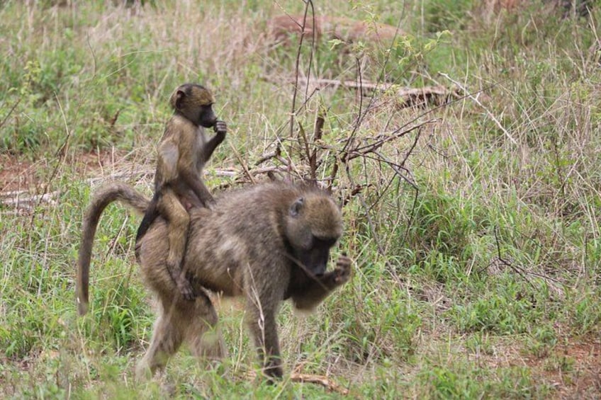 3 Days Johannesburg - Kruger Safari- Blyde River Canyon 5