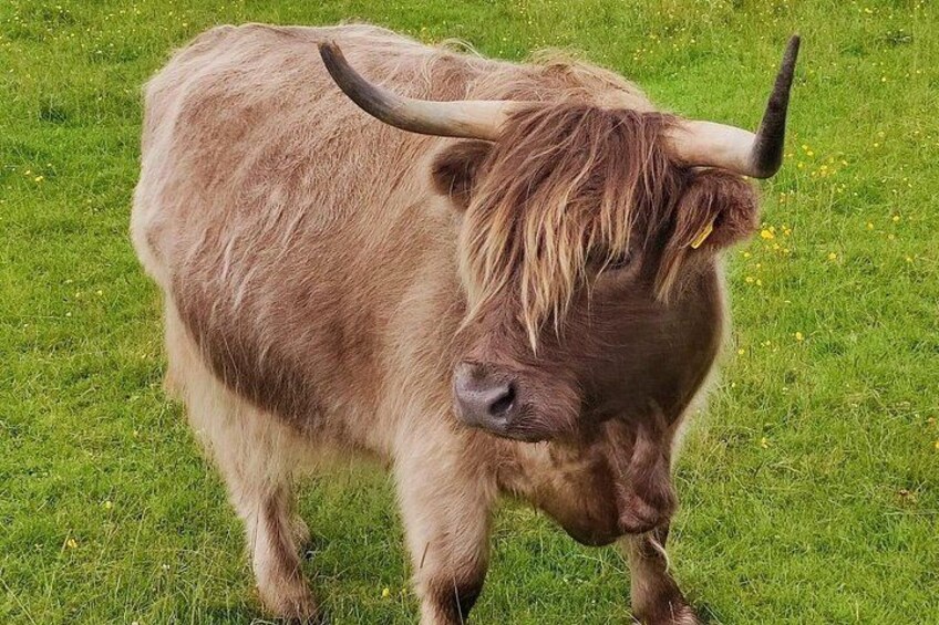 HIGHLAND COW 2