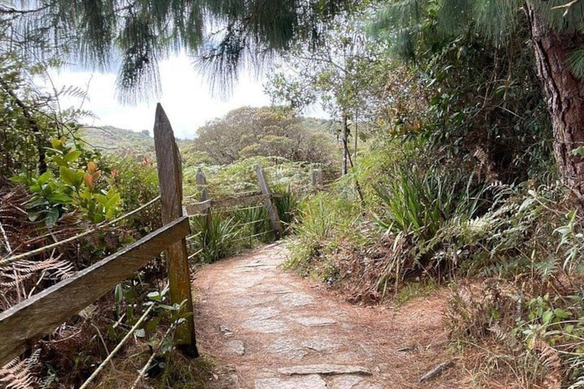 Un sendero de piedra estrecho bordeado por vegetación densa y una valla de madera. 4