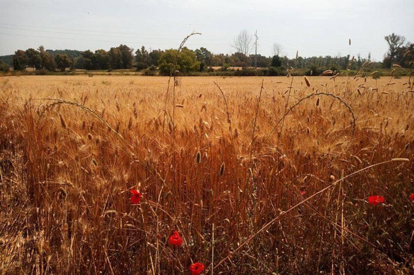 Un campo de hierba alta y seca con flores rojas dispersas. 2