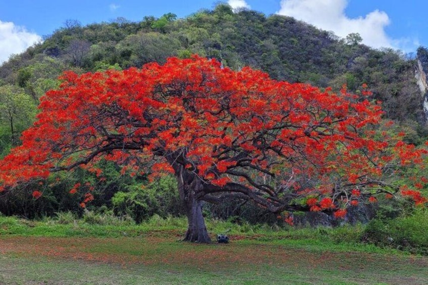 The Grand Tour of St. Kitts 2