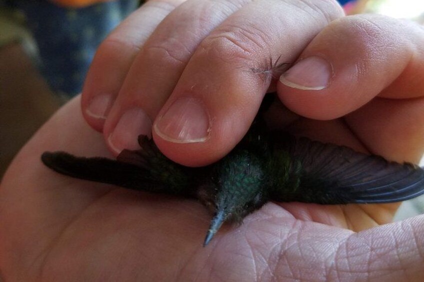 Helping a 'Çaged Bird' Spread its Wings. 3