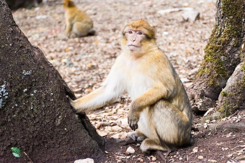 A monkey sitting on the ground near a tree. 5
