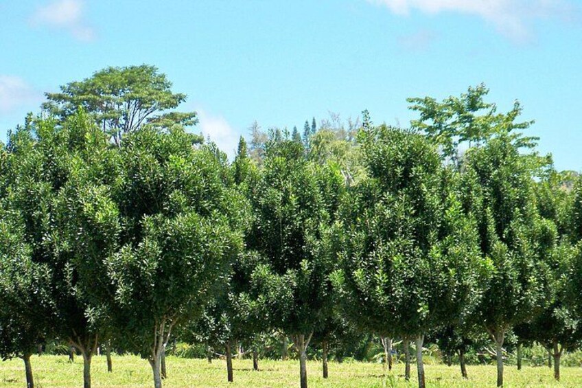 Macadamia nut farm 3