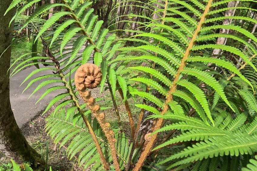 Pu'ulu Fern 2
