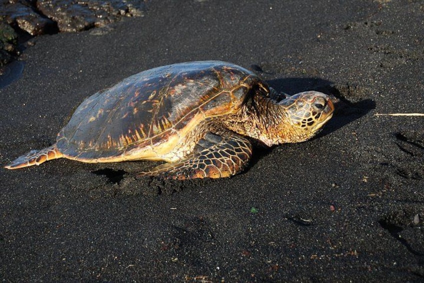 Hawaiian Sea Turtle 2