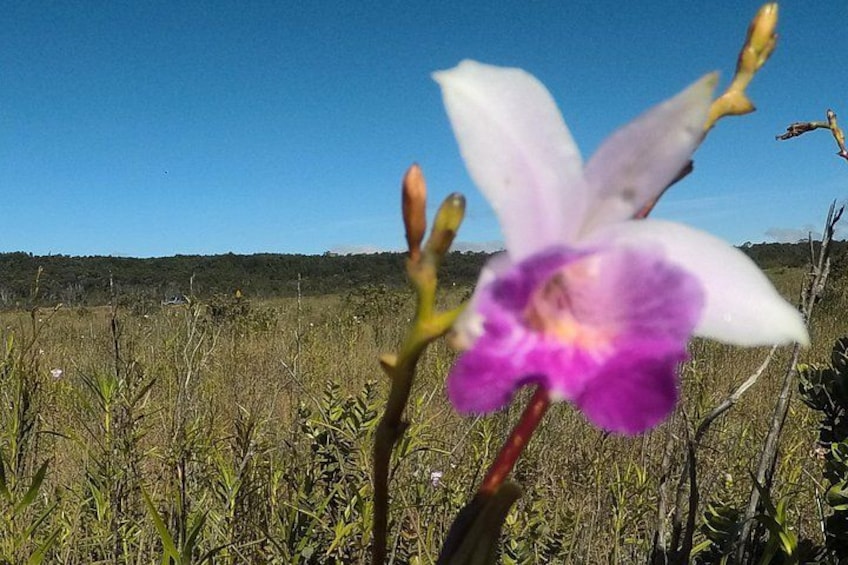 Wild Orchids at National Park 4