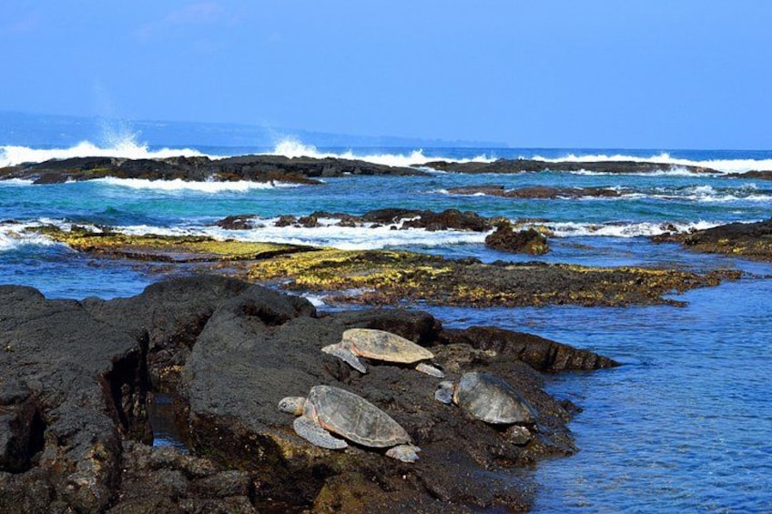 Turtles on lava rock at black sand beach 4