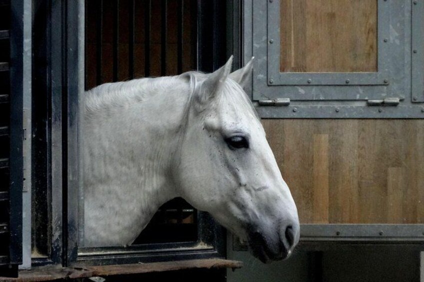 Cabeza de un caballo blanco asomándose por una puerta de establo. 5