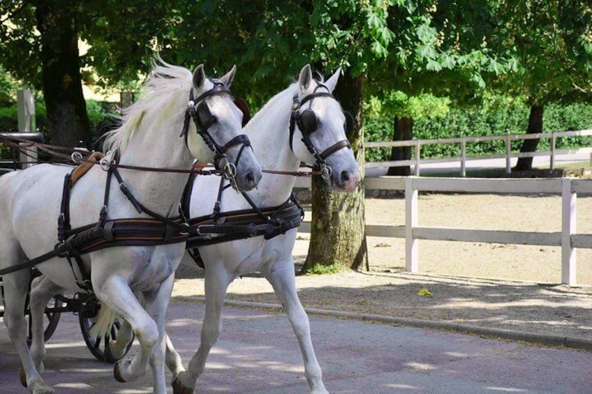 Twee witte paarden trekken een koets over een verharde weg, met een witte hek en bomen op de achtergrond. 4