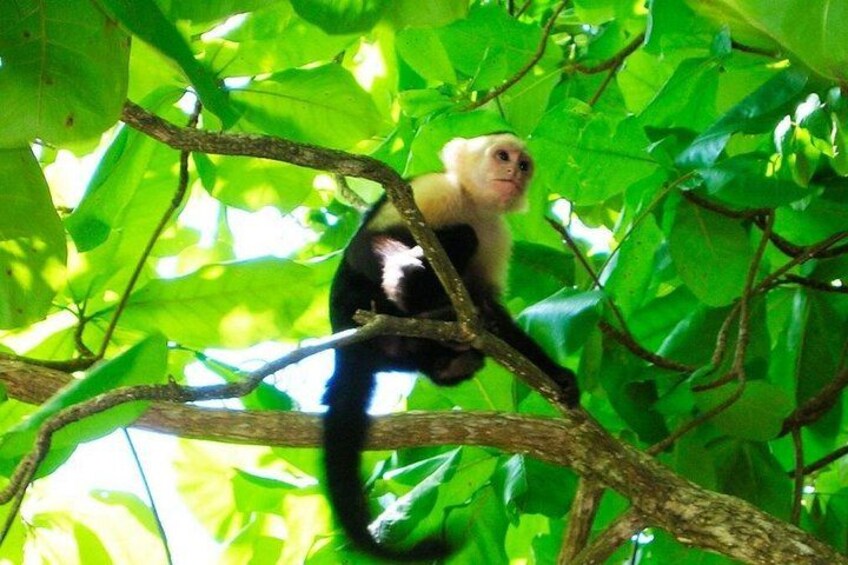 Exotic 9-Day Costa Rica Adventure: Volcano, Rainforest & Beaches 5