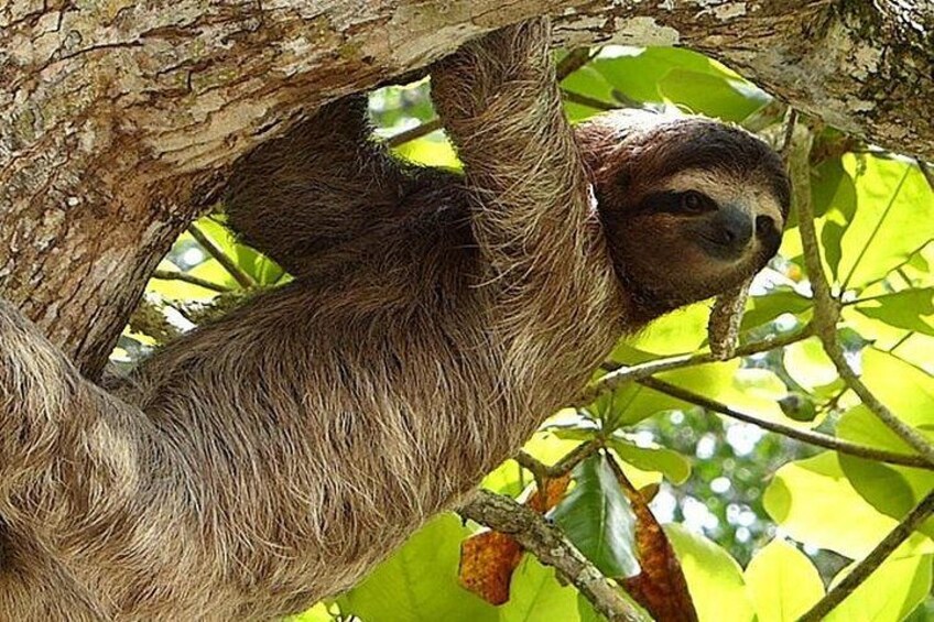A sloth hanging from a tree branch. 1