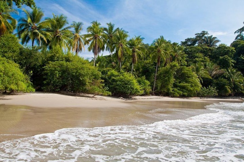 A tropical beach with palm trees and ocean waves. 3
