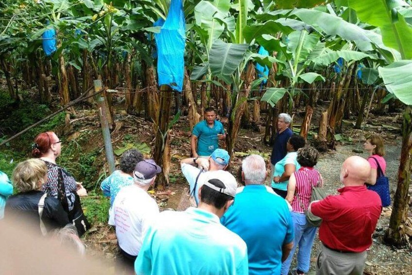 A group of people gathered outdoors, surrounded by banana plants and trees. 5