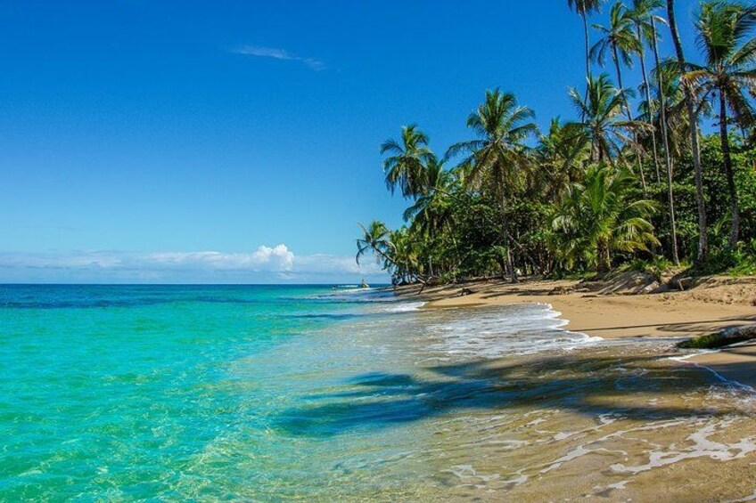 A beach with clear turquoise water, palm trees, and a clear sky. 2
