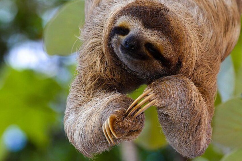 Sloths Lovers Tour. Shore Excursion from Limon Costa Rica 3