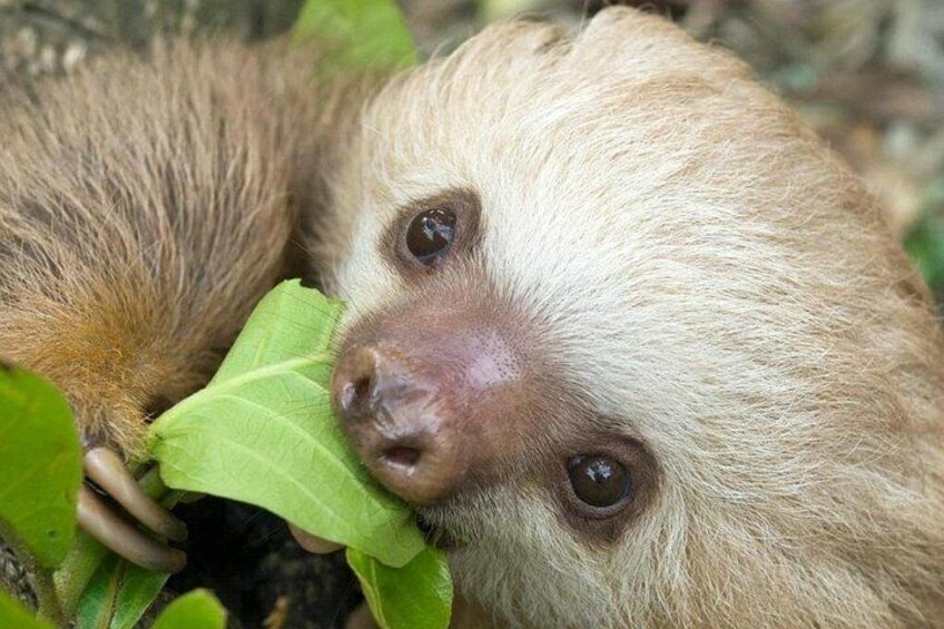 A sloth resting among green leaves. 1