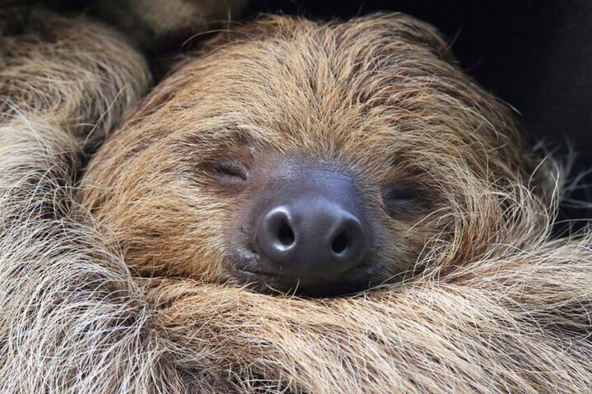 Sloths Lovers Tour. Shore Excursion from Limon Costa Rica 4