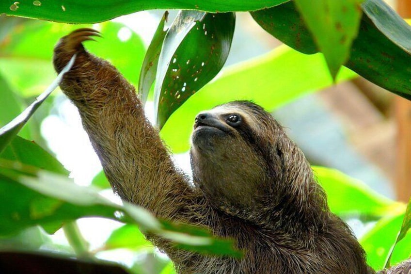 Sloths Lovers Tour. Shore Excursion from Limon Costa Rica 5