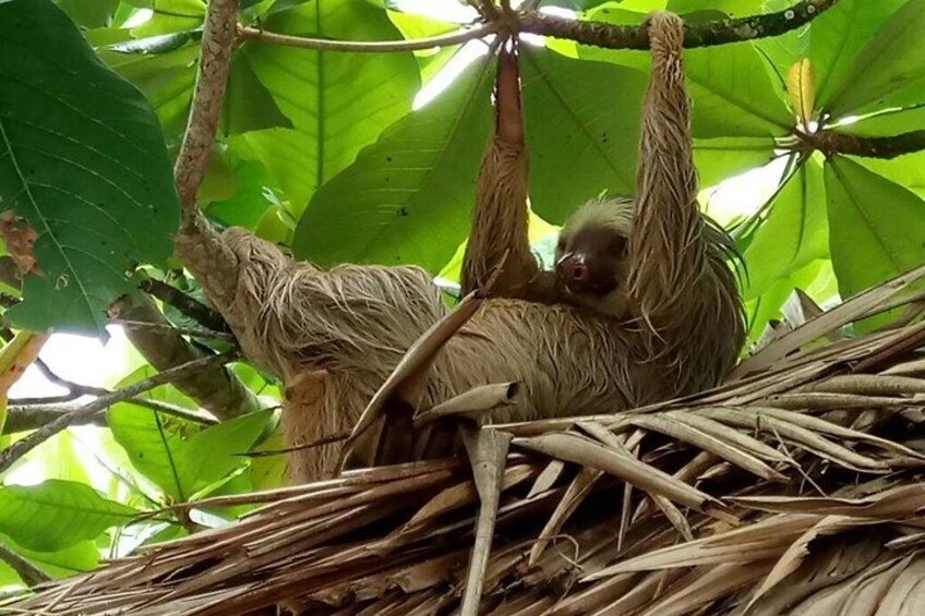 Sloths Lovers Tour. Shore Excursion from Limon Costa Rica 5