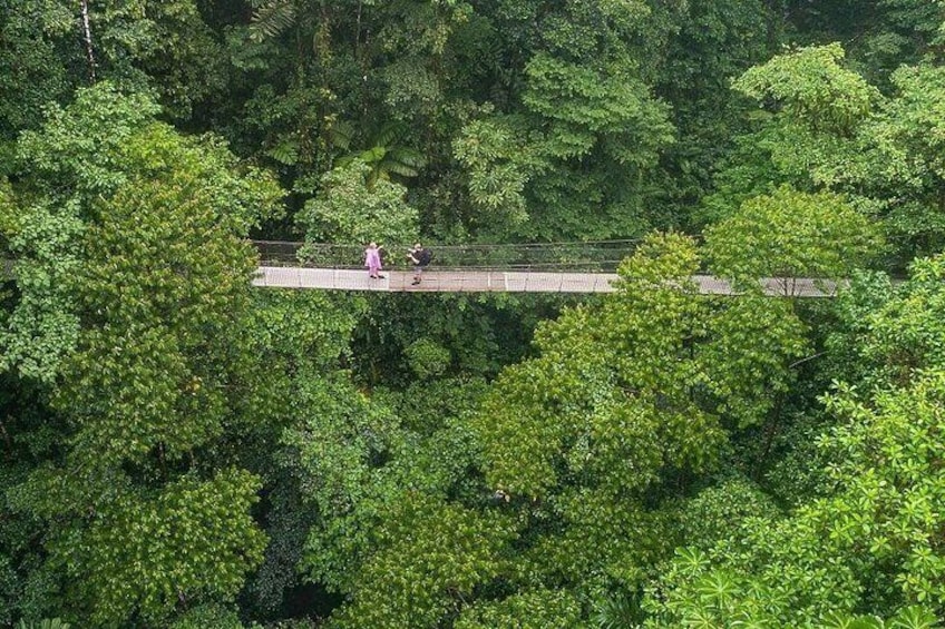 A suspension bridge in a dense forest. 4