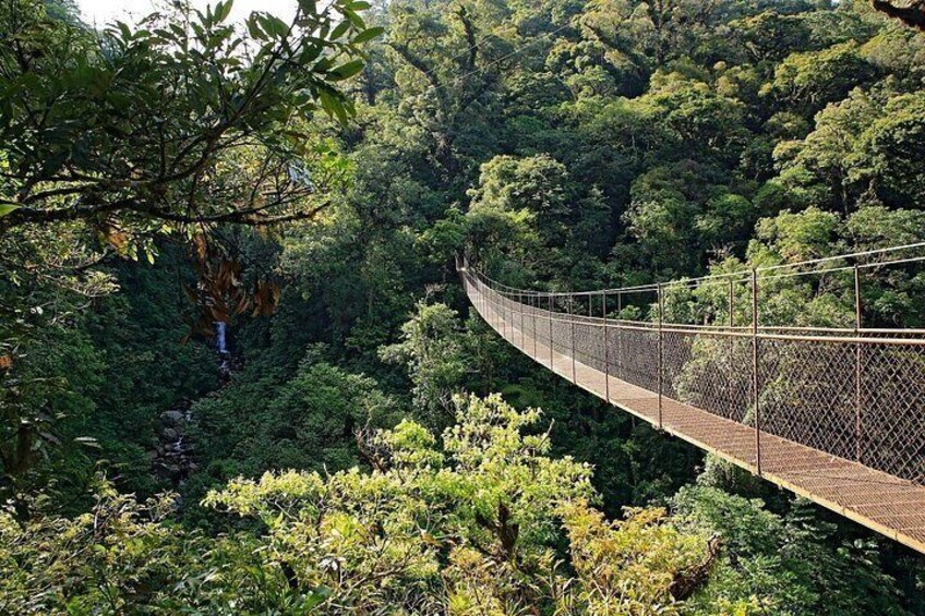 A suspension bridge in a dense forest with a waterfall in the background. 5