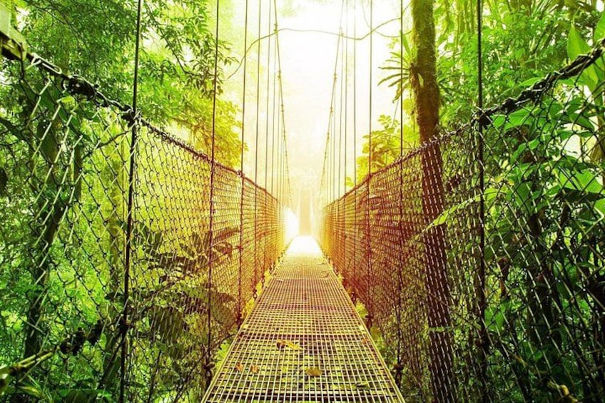 A suspension bridge surrounded by dense green foliage. 2
