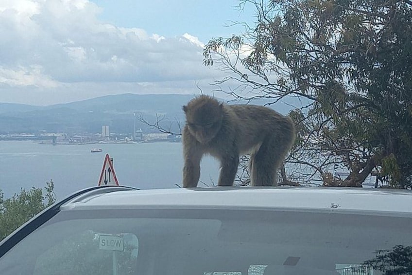 A large animal, possibly a yak, standing on a vehicle near a body of water with a bridge and mountains in the background. 2
