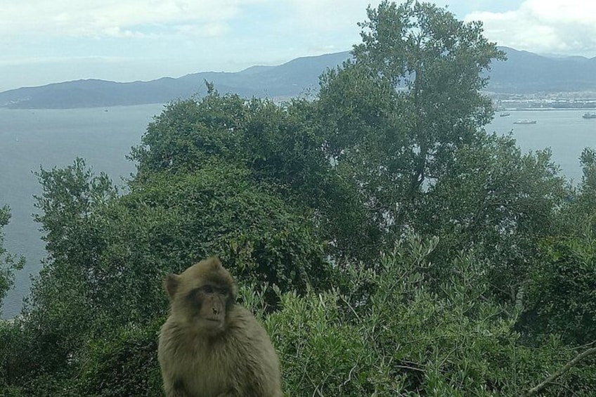A monkey sitting among green foliage with a body of water and distant mountains in the background. 1