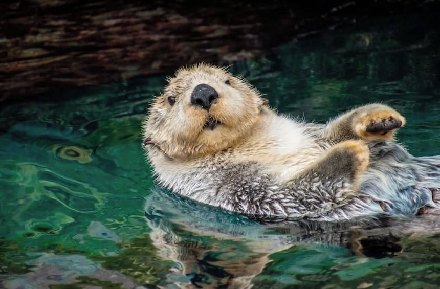 Una nutria flotando en el agua con las patas levantadas. 4