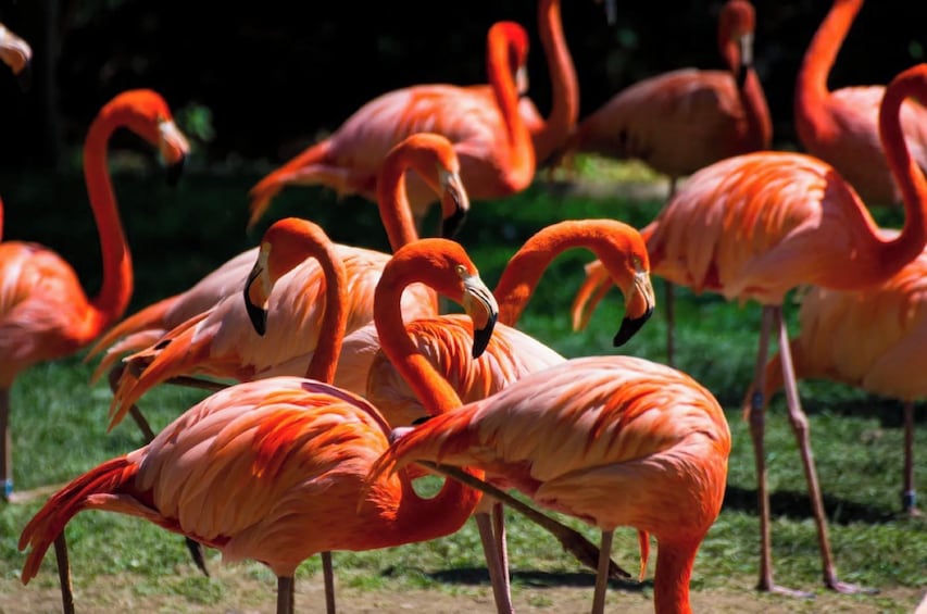 Un grupo de flamencos de pie sobre césped. 3