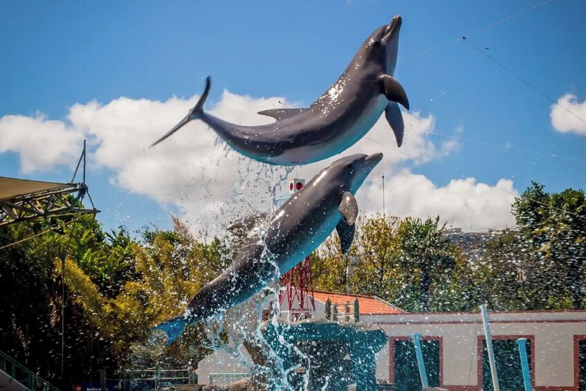 Dos delfines saltando del agua, rodeados de salpicaduras. 5