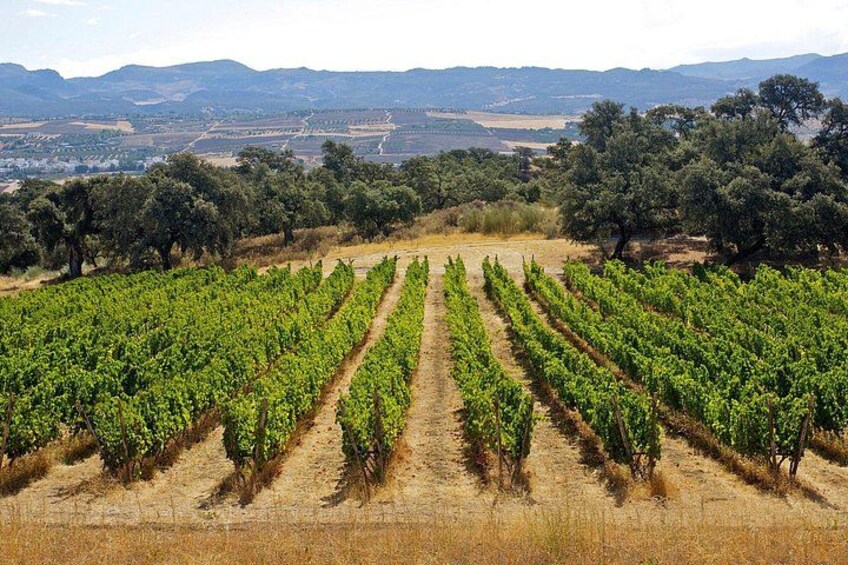 winery ronda 2