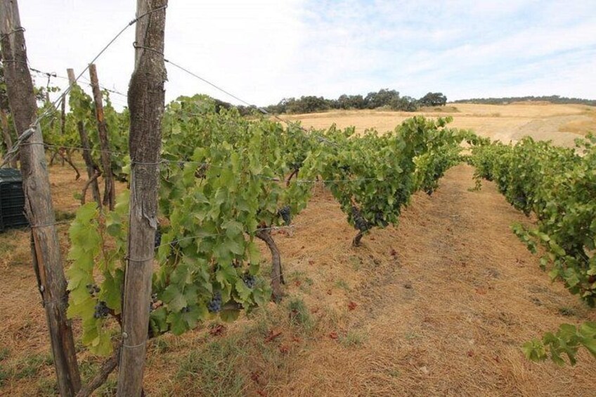 wine tour Ronda 2