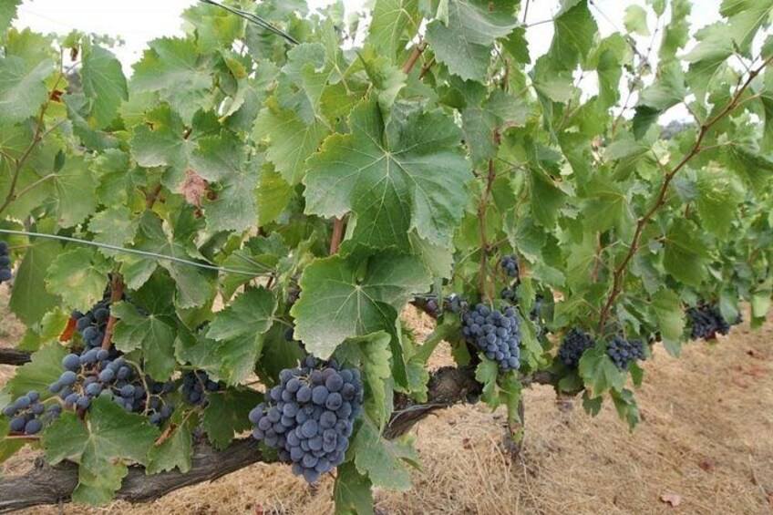 Grapes 3