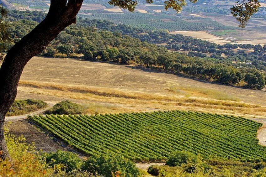 ronda wine tour 2
