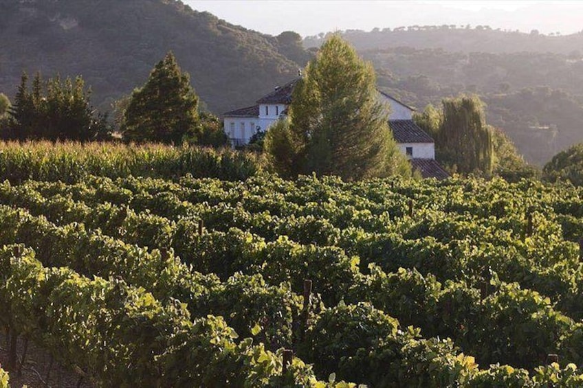 Ronda Organic Wine Tour from Marbella 5