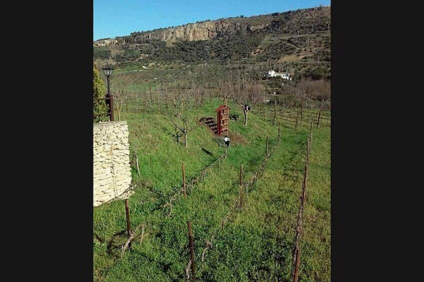 Ronda Organic Wine Tour from Marbella 3